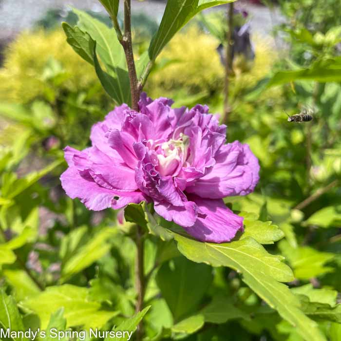 French Cabaret Rose of Sharon | Hibiscus syriacus