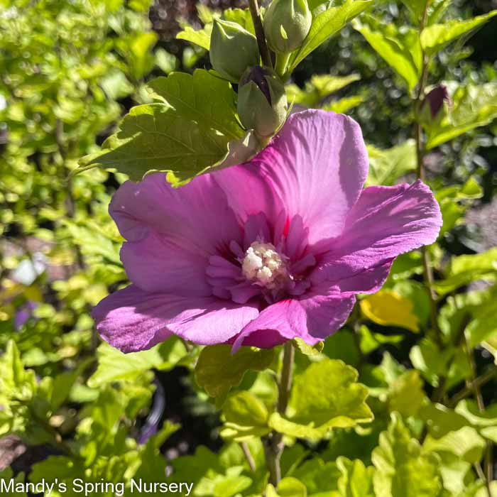 Tahiti Rose of Sharon | Hibiscus syriacus