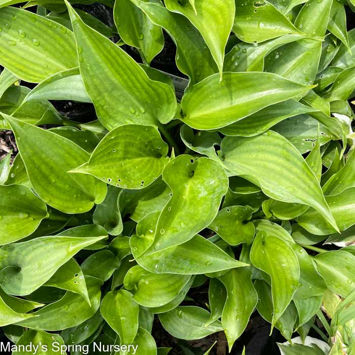 Blue Mountains Hosta