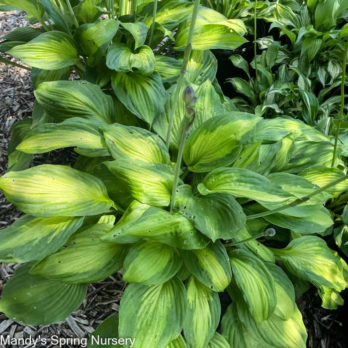 June Hosta