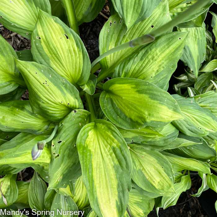 June Hosta