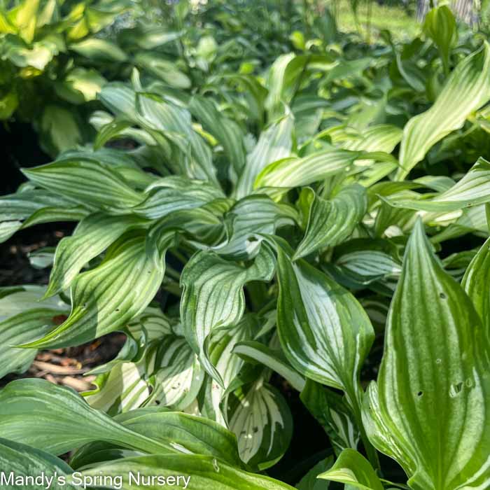 Hosta Variegata