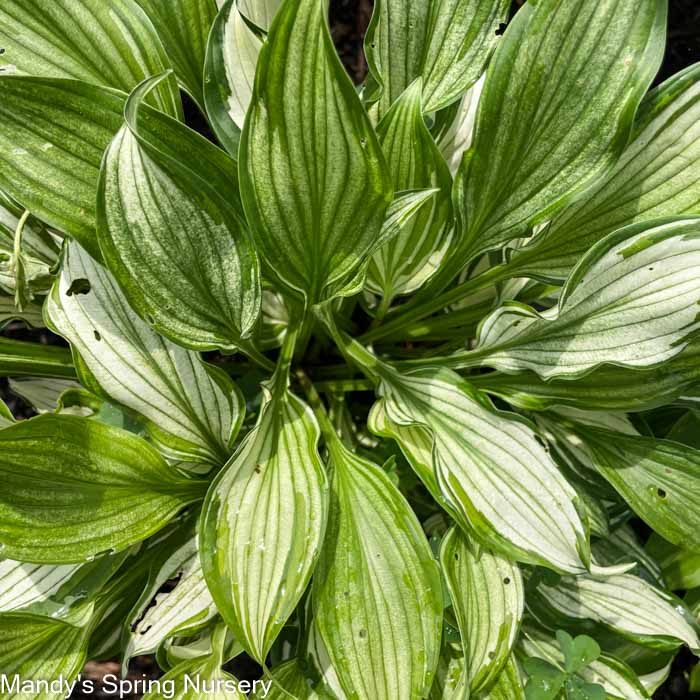 Hosta Variegata