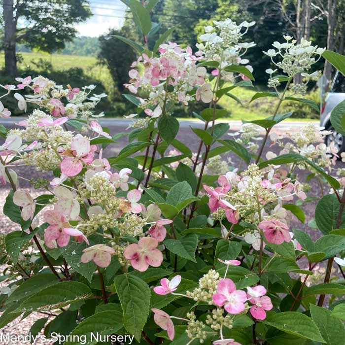 Quick Fire® Hydrangea (Proven Winenrs | Hydrangea paniculata