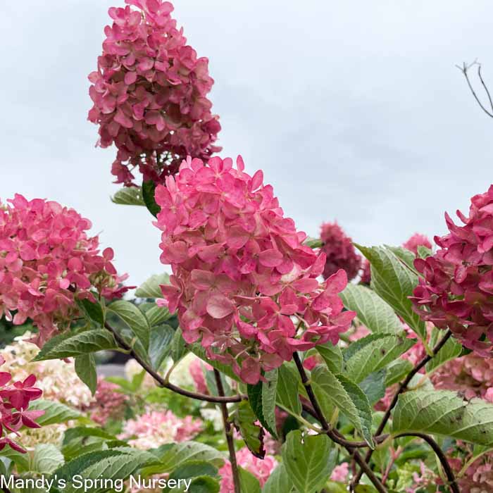 Berry White Hydrangea Tree | Hydrangea paniculata 'Renba'