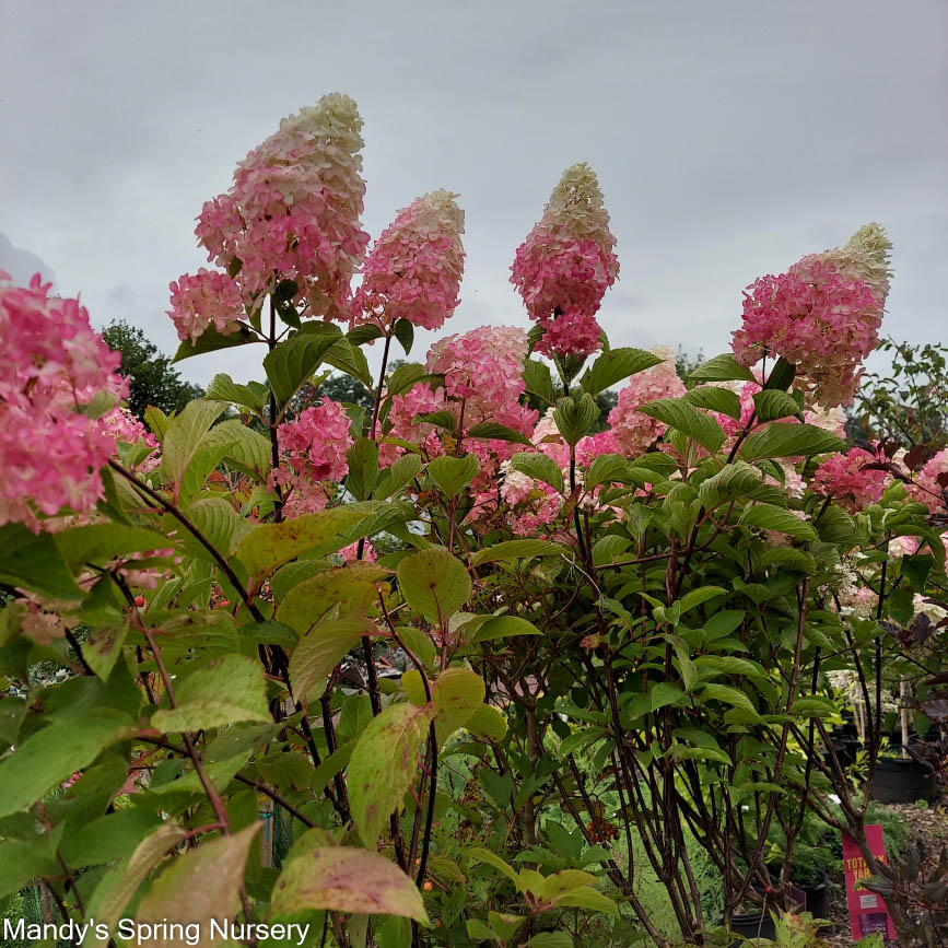 Berry White Hydrangea | Hydrangea paniculata