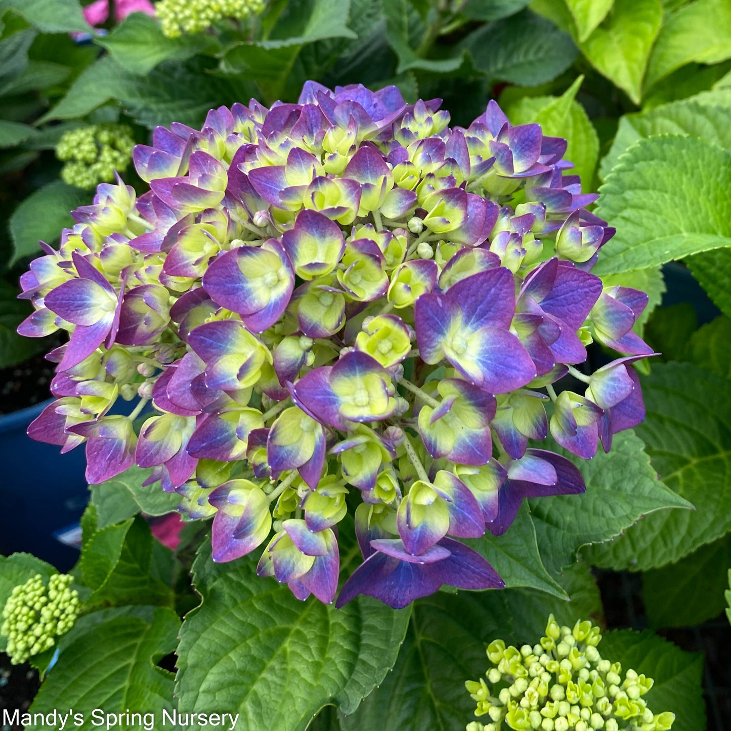 BloomStruck Reblooming Bigleaf Endless Summer® Hydrangea | Hydrangea macrophylla