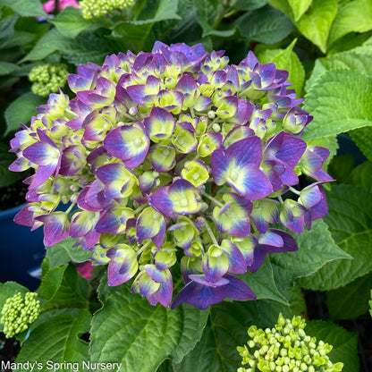 BloomStruck Reblooming Bigleaf Endless Summer® Hydrangea | Hydrangea macrophylla