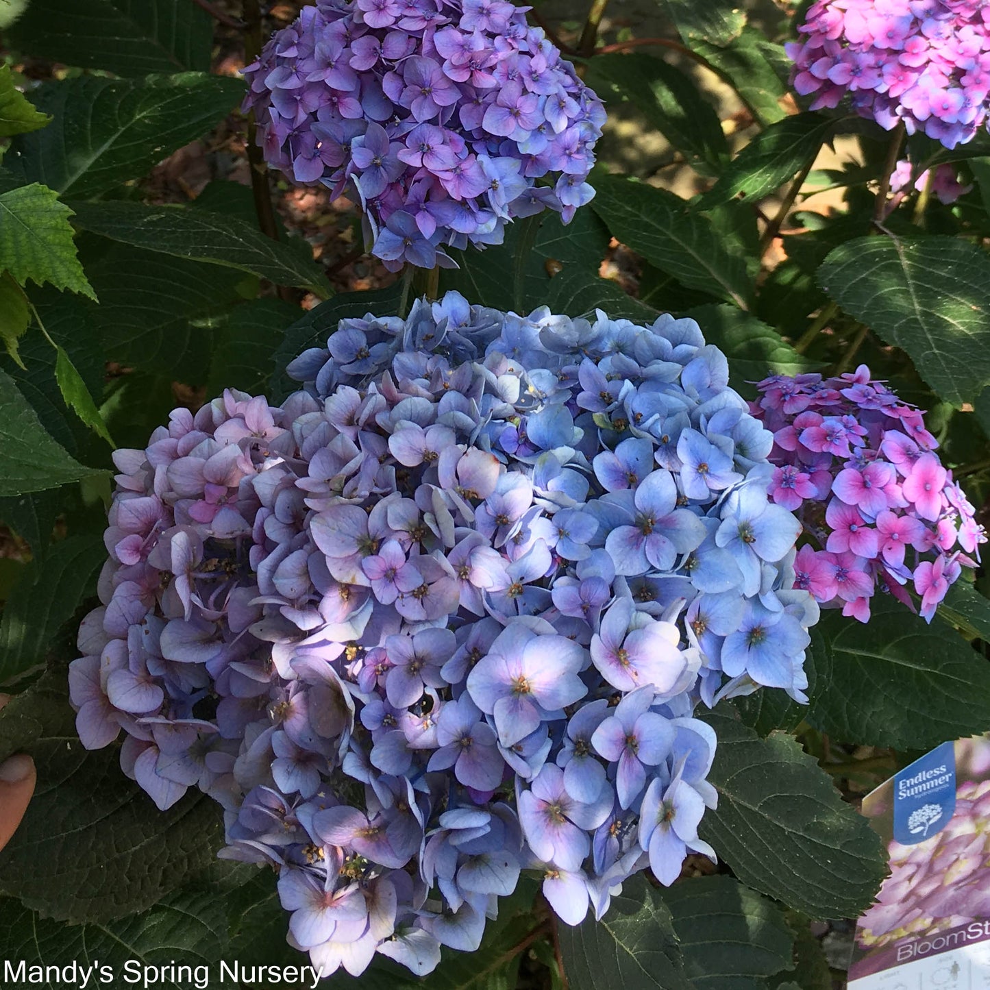 BloomStruck Reblooming Bigleaf Endless Summer® Hydrangea | Hydrangea macrophylla