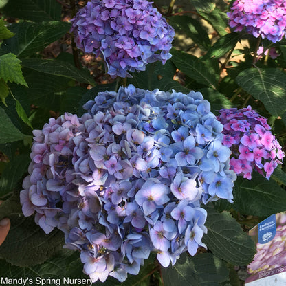 BloomStruck Reblooming Bigleaf Endless Summer® Hydrangea | Hydrangea macrophylla
