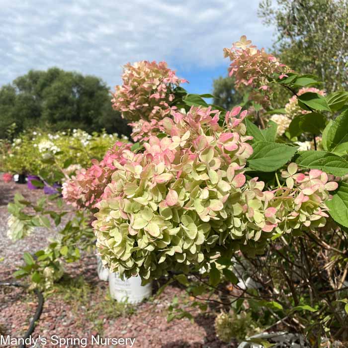 Limelight Hydrangea | Hydrangea paniculata