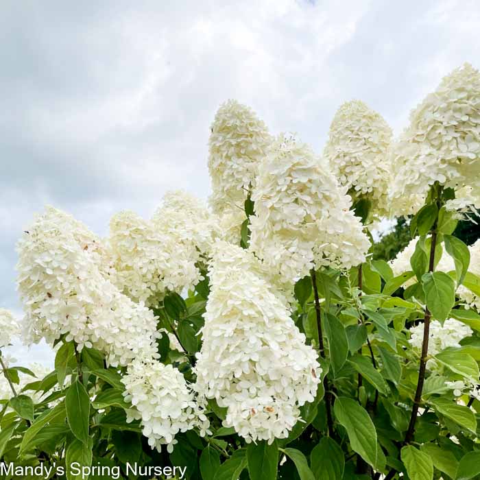 Limelight Hydrangea Tree | Hydrangea paniculata 'Limelight'