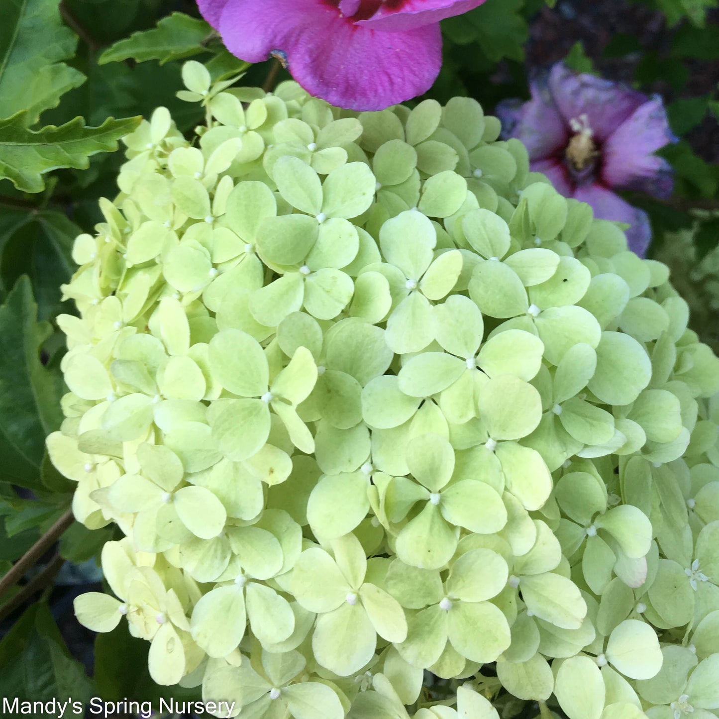 Limelight Hydrangea Tree | Hydrangea paniculata 'Limelight'