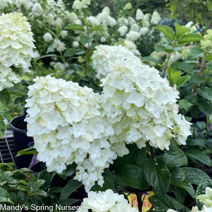 Little Hottie Hydrangea | Hydrangea paniculata