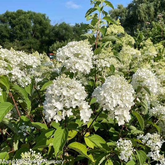 Sweet Summer Hydrangea Tree | Hydrangea paniculata