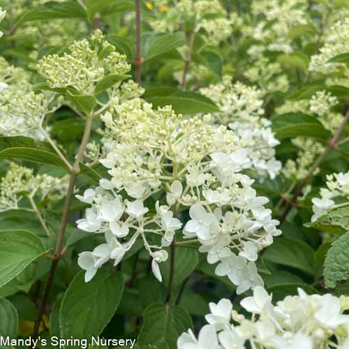 Sweet Summer Hydrangea Tree | Hydrangea paniculata