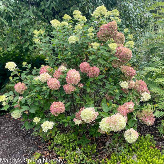 Little Lime Hydrangea | Hydrangea paniculata