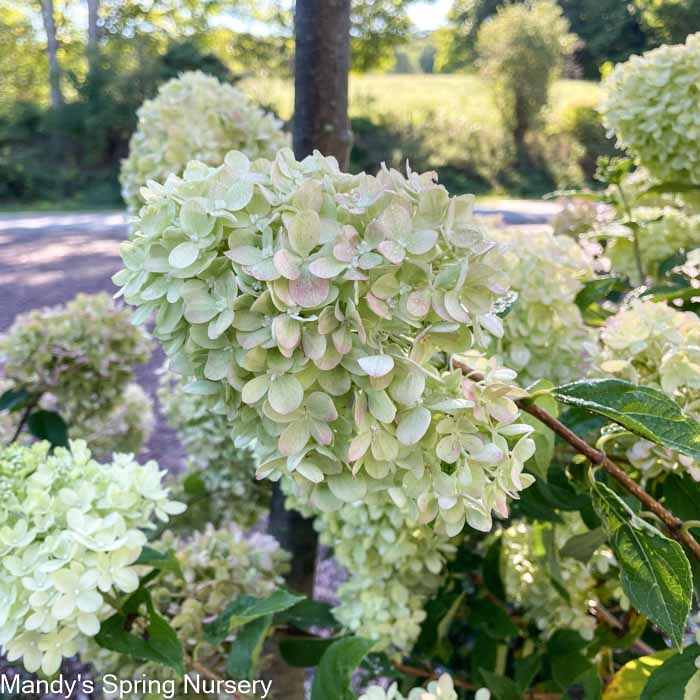 Little Lime Hydrangea | Hydrangea paniculata