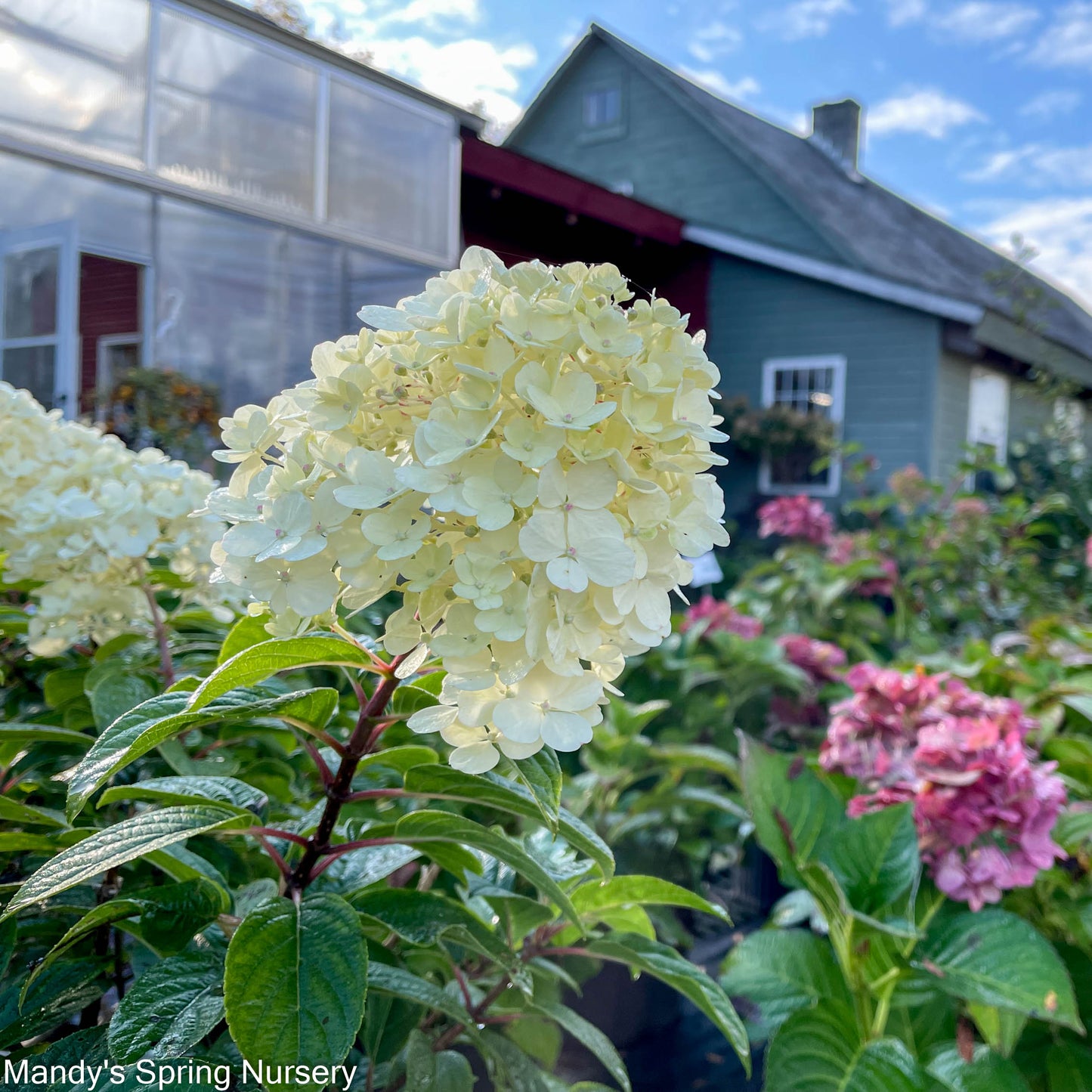 Bobo Hydrangea | Hydrangea paniculata