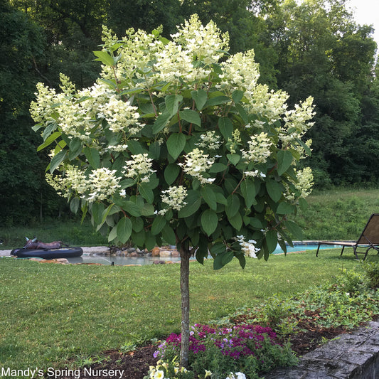 Quick Fire Hydrangea Tree | Hydrangea paniculata 'Bulk'