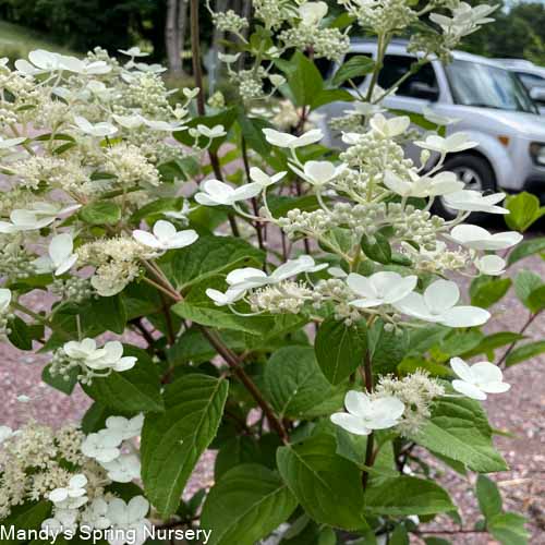 Quick Fire Hydrangea Tree | Hydrangea paniculata 'Bulk'