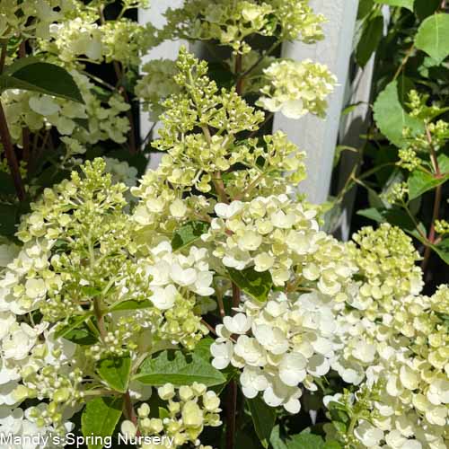 Strawberry Sundae Hydrangea | Hydrangea paniculata