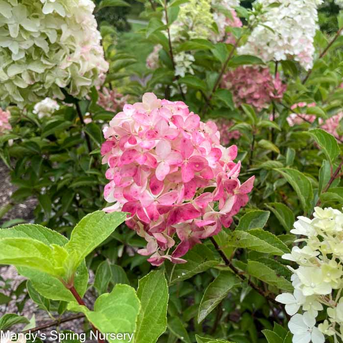 Strawberry Sundae Hydrangea | Hydrangea paniculata