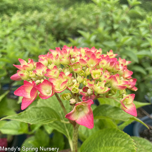 Summer Crush Bigleaf Hydrangea | Hydrangea macrophylla