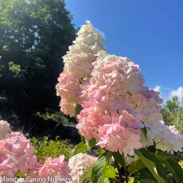 Vanilla Strawberry Hydrangea Tree | Hydrangea paniculata 'Renhy'