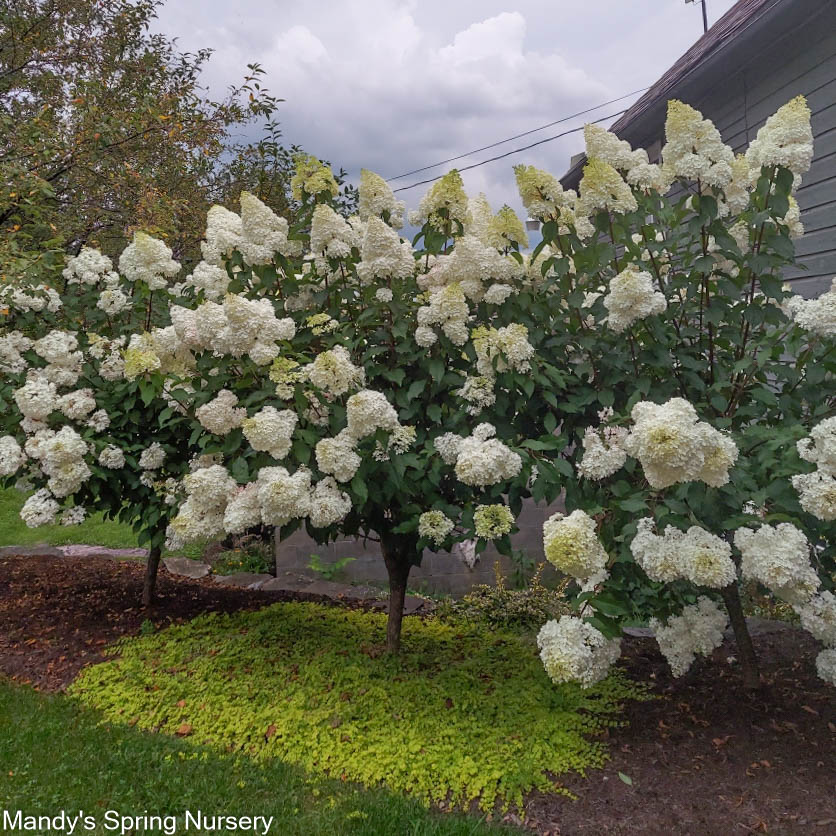 Vanilla Strawberry Hydrangea Tree | Hydrangea paniculata 'Renhy'