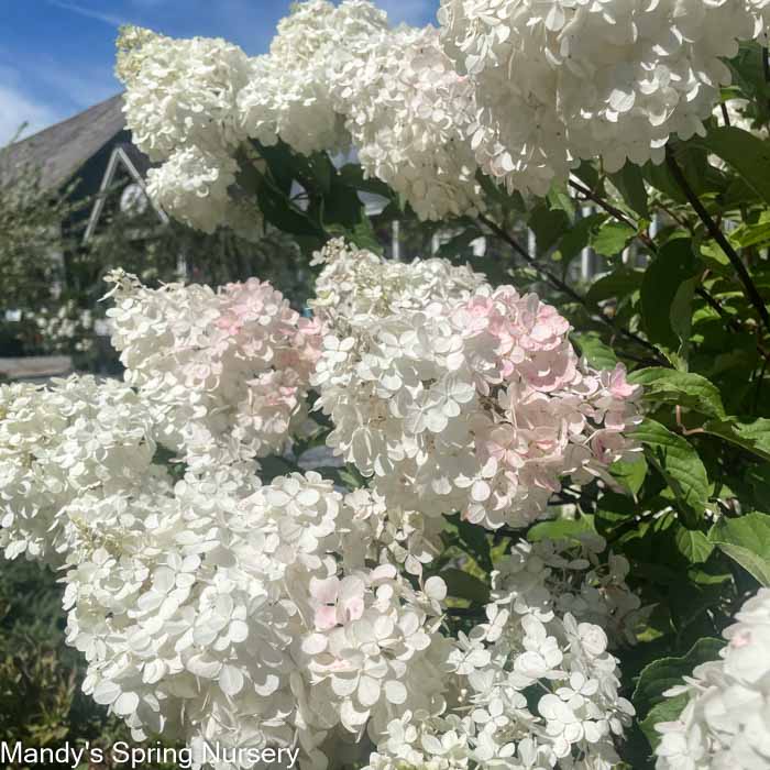 Vanilla Strawberry Hydrangea Tree | Hydrangea paniculata 'Renhy'