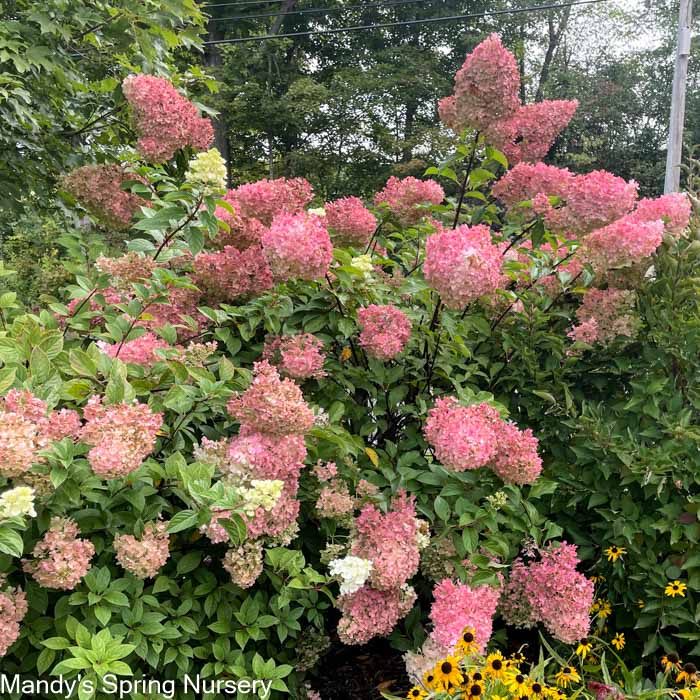 Vanilla Strawberry Hydrangea | Hydrangea paniculata