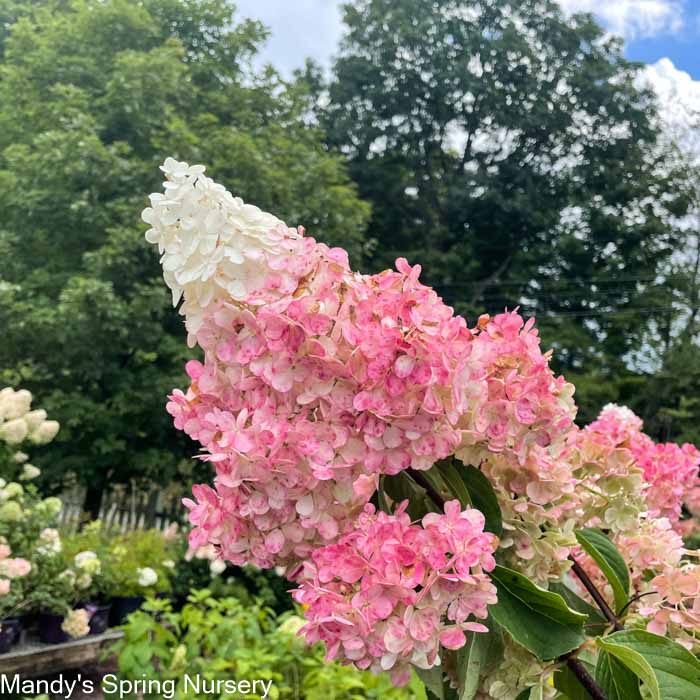 Vanilla Strawberry Hydrangea | Hydrangea paniculata