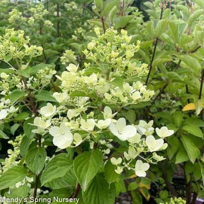White Diamonds Hydrangea | Hydrangea paniculata