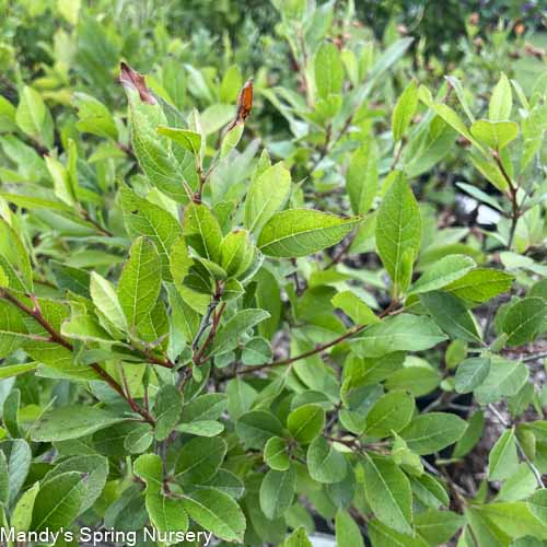 Jim Dandy Winterberry | Ilex verticillata