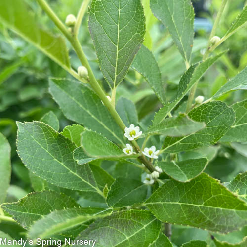 Red Sprite Winterberry | Ilex verticillata