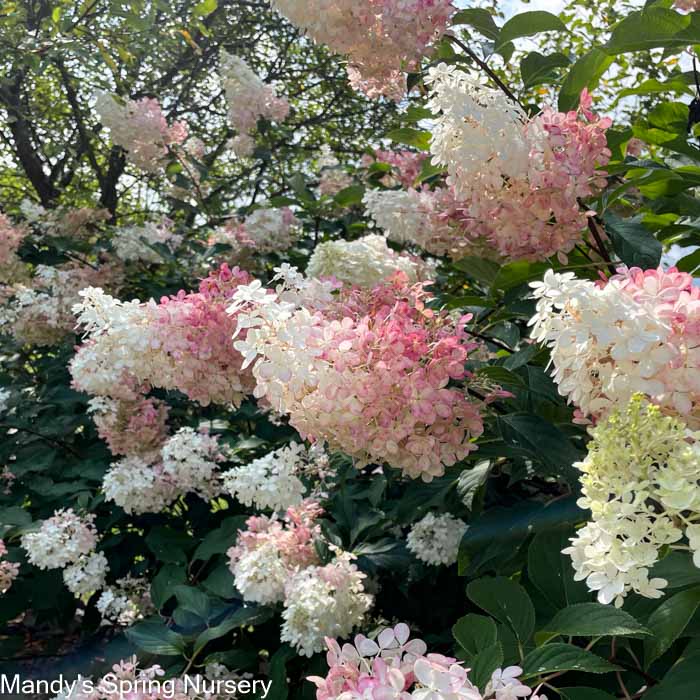 Vanilla Strawberry Hydrangea Tree | Hydrangea paniculata 'Renhy'