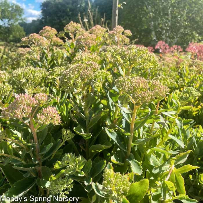 Carl Stonecrop | Sedum