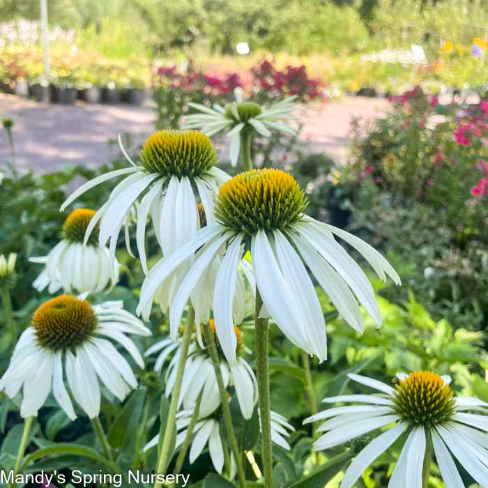 White Swan Coneflower | Echinacea 'White Swan'