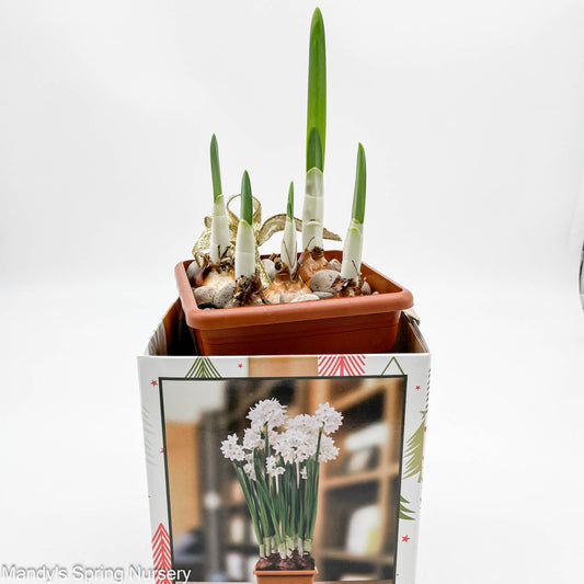 Narcissus Paperwhite Potting Kit