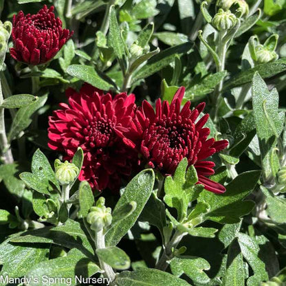 Mums & Kale Fall Assorted