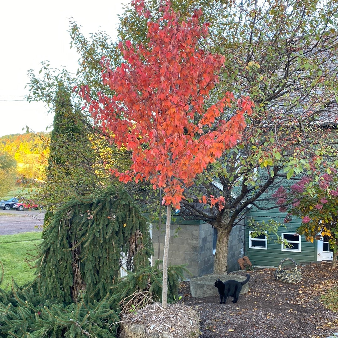 Red Sunset Maple | Acer rubrum 'Franksred'
