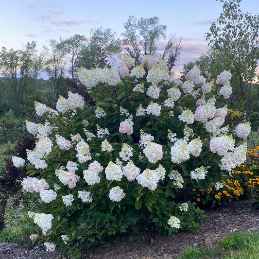 Strawberry Sundae Hydrangea | Hydrangea paniculata