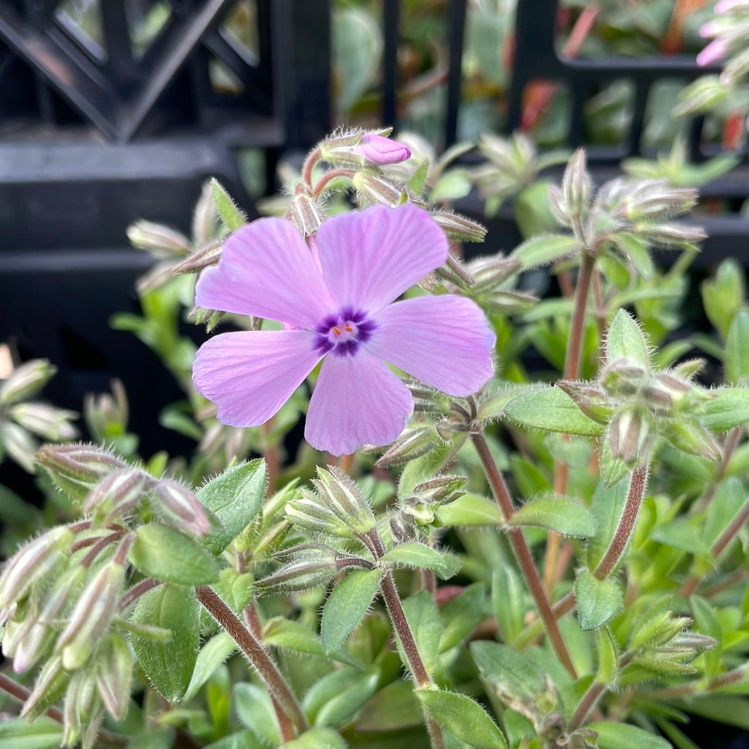 Woodlander Lilac Creeping Phlox | Phlox subulata