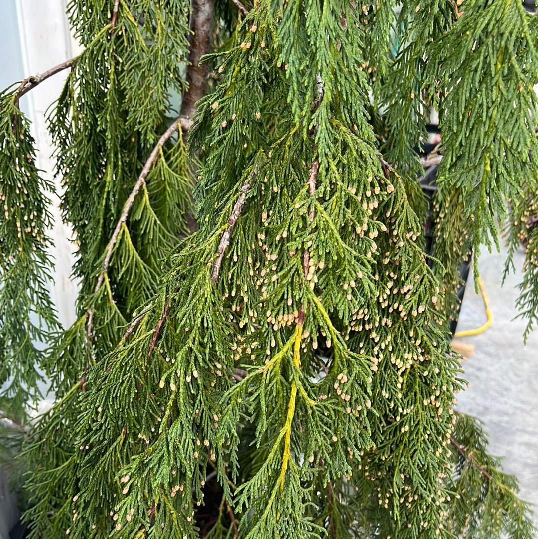 Weeping Nootka Cypress / Weeping Alaskan Cedar | Chamaecyparis nootkatensis 'Pendula'