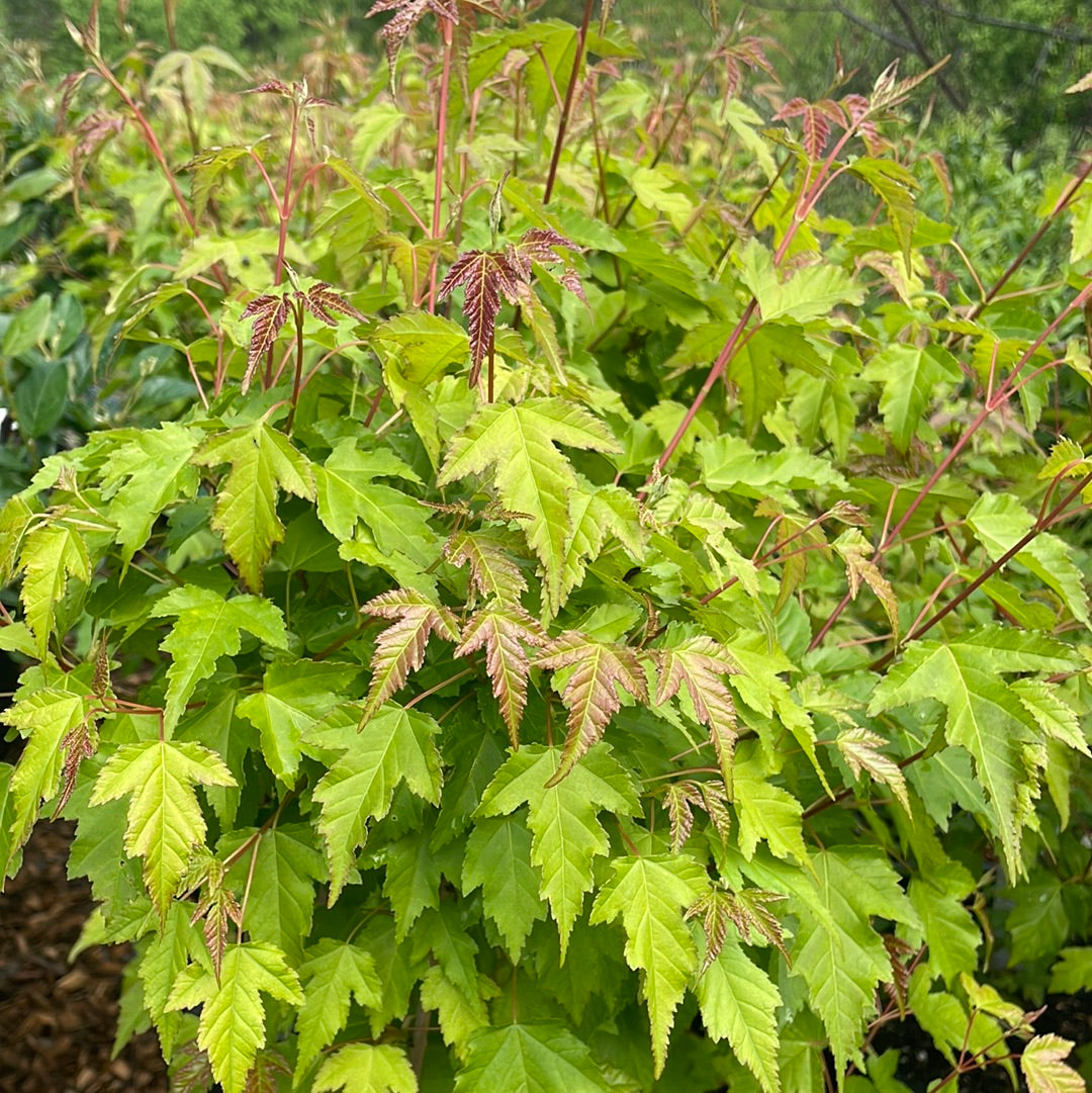 Flame Amur Maple | Acer ginnala 'Flame'