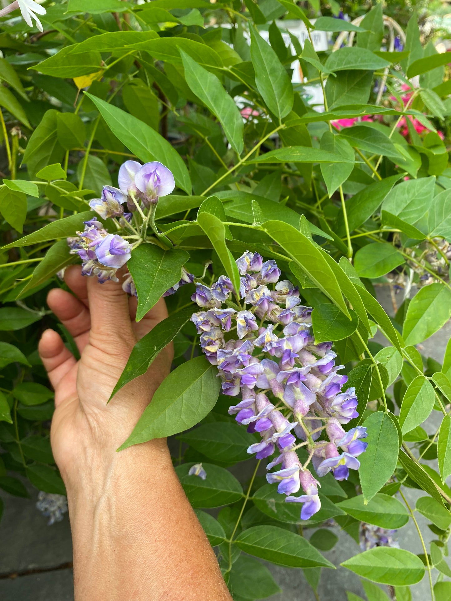 Summer Cascade Wisteria | Wisteria macrostachya 'Betty Matthews'