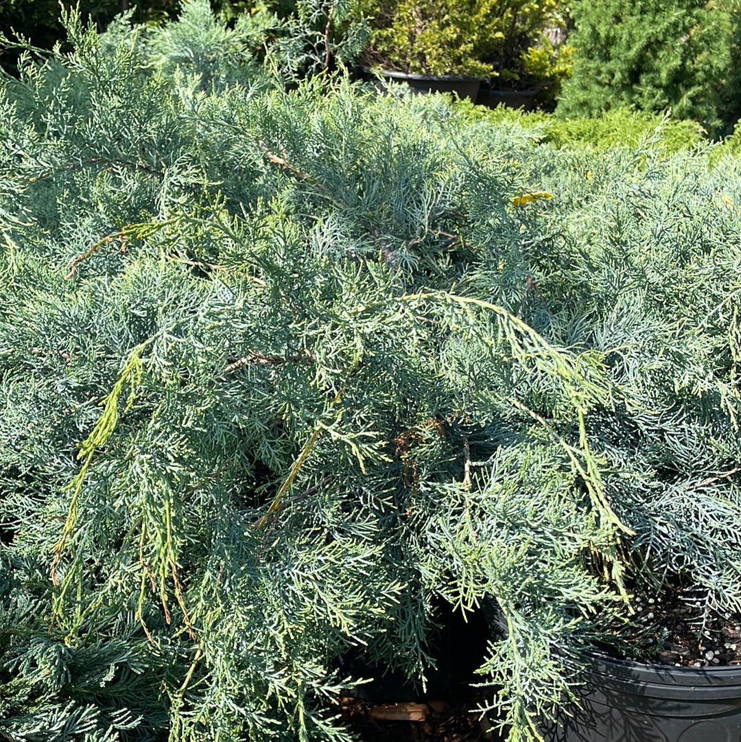 Grey Owl Juniper | Juniperus virginiana