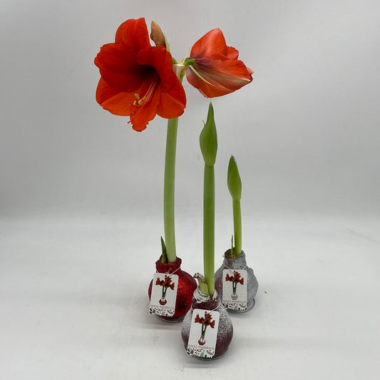 Wax Amaryllis (Hippeastrum) Bulbs