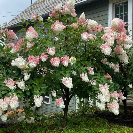 Vanilla Strawberry Hydrangea Tree | Hydrangea paniculata 'Renhy'